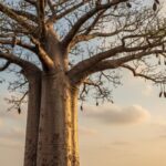 african-tree-in-Rameswaram-2026-02-e52d29494f44c5f83861f983800c8e50-3x2-1