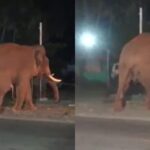 bahubali-elephant-2026-02-16a3bd2a38835962d42804058815f73b-3x2-1