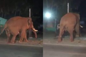 bahubali-elephant-2026-02-16a3bd2a38835962d42804058815f73b-3x2-1