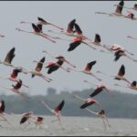 bird-1-2026-02-5feb5fdb8ca7a22df2af23309c51fe3f-3x2-1