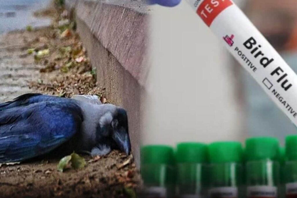 bird-flu-2026-02-34528600ae9e63d4668da57518617eb4-3x2-1