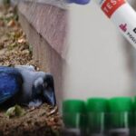 bird-flu-2026-02-34528600ae9e63d4668da57518617eb4-3x2-1