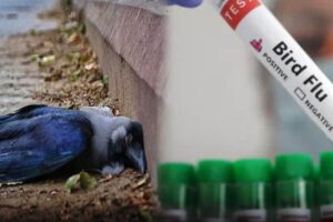 bird-flu-2026-02-34528600ae9e63d4668da57518617eb4-3x2-1