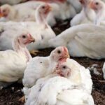 broiler-chicken-2026-01-040cf905f7dc3a11f11f53d4af3ba6f4-3x2-1