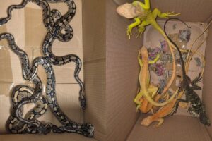 crime-2026-02-aada650852fc1fdaf2cf6cdd4822fe12-3x2-1