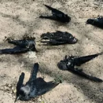 enhanced-image-58-jpg-1772106612213_1772106614192-1200x675-1