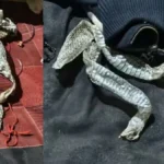 february26-jpg-1770822664250_1770822665638-1200x675-1