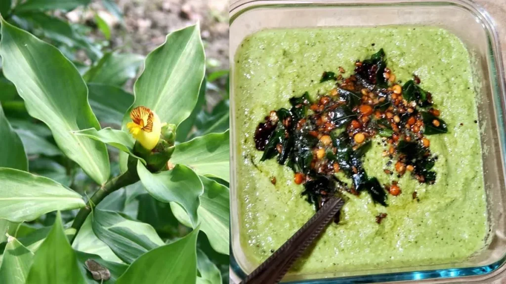 insulinplantchutney-1771324316