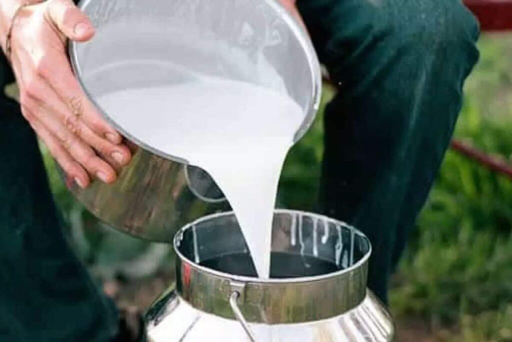 milk-2026-02-dc13fb16707f2b0ee04e327ded63d0b3-1200x800-1