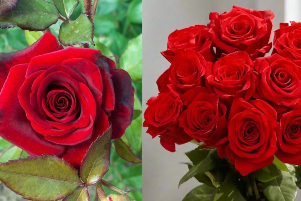 rose-1-2026-02-96886d4d00223e6a02fe5906651c468c-3x2-1