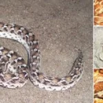 screenshot2026-02-09190550-tile-1770644197