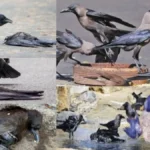 screenshot4367-1770356201