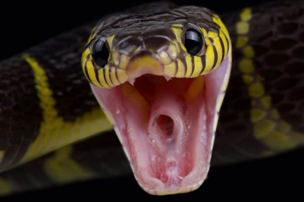 snake-1-2026-02-8b4b5dbfbcb94741989bdf0d178752ec-1200x800-1