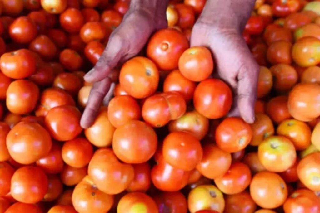 tomato-price-2026-02-ff37c169f8eca7564faf19e9988c4f4a-3x2-1