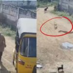 Dog-issue-2026-03-40794a6deb5147fba61b15f1451e9ae5-1200x800-1