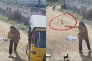 Dog-issue-2026-03-40794a6deb5147fba61b15f1451e9ae5-1200x800-1