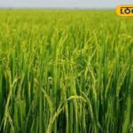 HYP_5797036_cropped_04032026_190253_images_4_watermark_0403202_1-1200x800-1