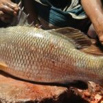 HYP_5800020_kuralfish_8