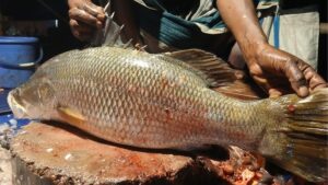 HYP_5800020_kuralfish_8