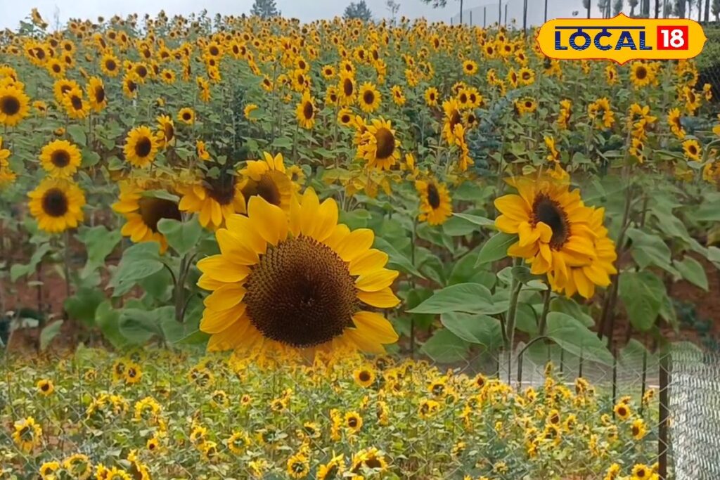 HYP_5803407_cropped_11032026_064442_inshot_20260311_064432876__2-1200x800-1