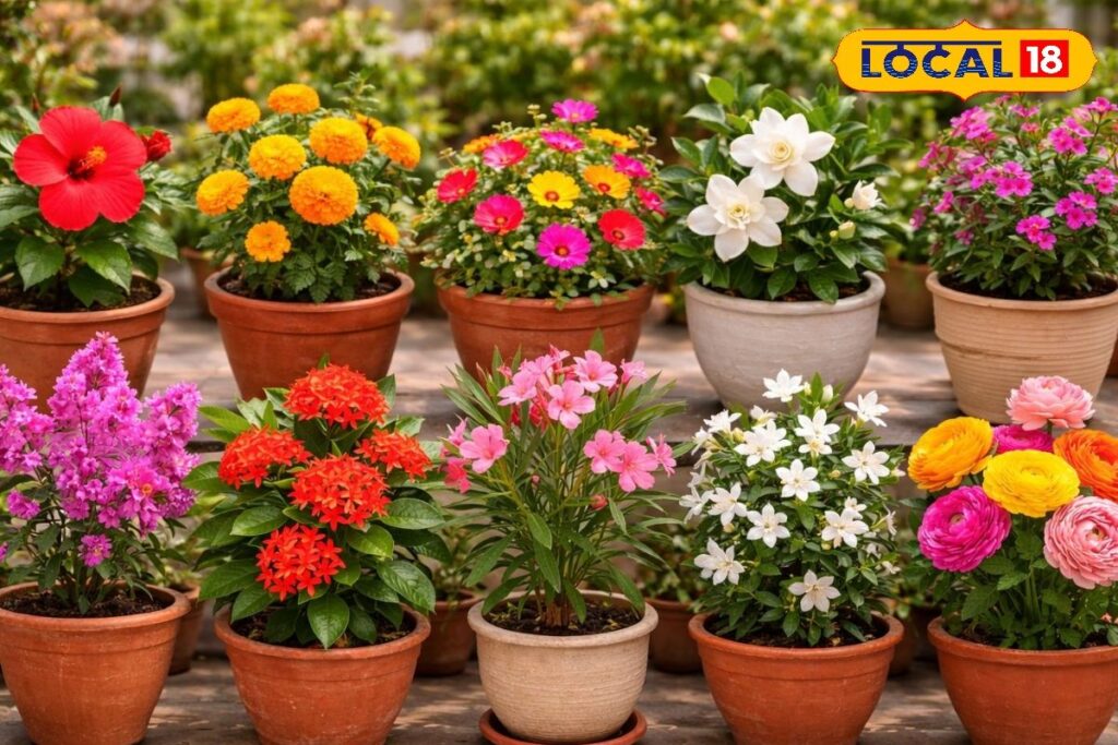 HYP_5808788_cropped_17032026_231533_heattolerantsummerflowerin_2-1200x800-1