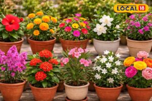 HYP_5808788_cropped_17032026_231533_heattolerantsummerflowerin_2-1200x800-1