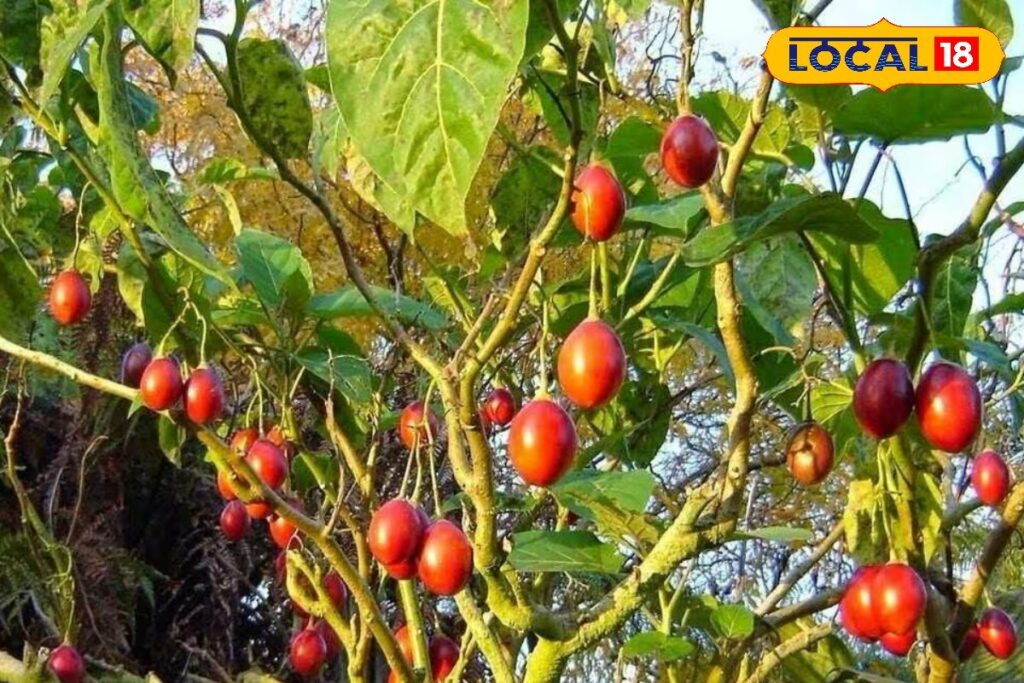 HYP_5808821_cropped_18032026_004208_tamarillo_watermark_180320_2-1200x800-1