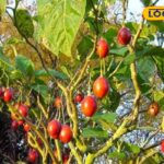 HYP_5808821_cropped_18032026_004208_tamarillo_watermark_180320_2-1200x800-1