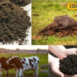 HYP_5810046_cropped_19032026_125251_cowmanurecompostmaking_wat_2-1200x800-1