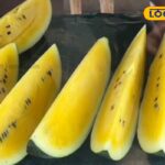 HYP_5813356_cropped_24032026_090541_1774323331474_watermark_24_2-1200x800-1