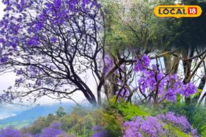 HYP_5814319_cropped_25032026_135547_inshot_20260325_135312692__2-1200x800-1