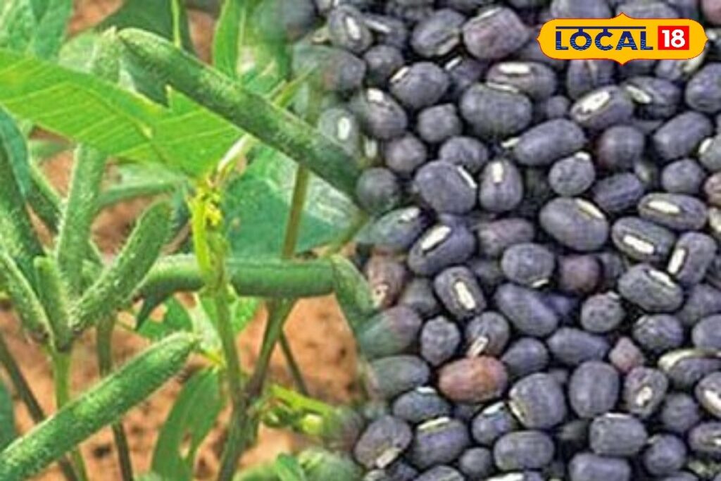 HYP_5815502_cropped_27032026_082827_image_search_1774578154119_2-1200x800-1