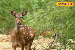 HYP_5816845_cropped_29032026_112941_images_6_watermark_2903202_2-1200x800-1