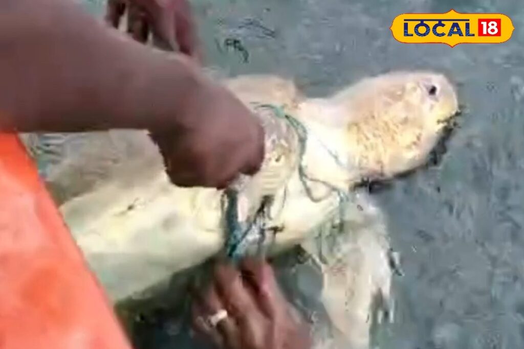 HYP_5817134_cropped_29032026_220113_kmc_20260329_214802_waterm_1-1200x800-1