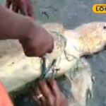 HYP_5817134_cropped_29032026_220113_kmc_20260329_214802_waterm_1-1200x800-1