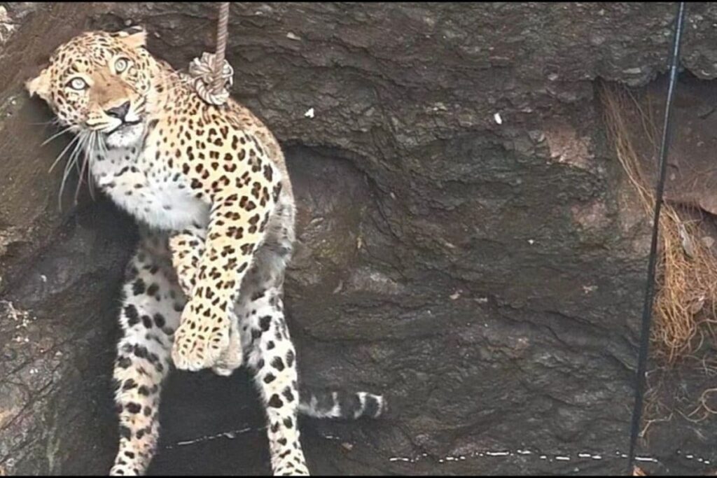 Leopard-2026-03-44d9ec8abd3f3e2fd03304964ff389d1-1200x800-1