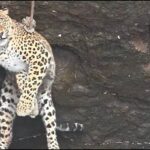 Leopard-2026-03-44d9ec8abd3f3e2fd03304964ff389d1-1200x800-1