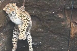 Leopard-2026-03-44d9ec8abd3f3e2fd03304964ff389d1-1200x800-1