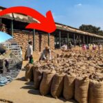 Rice-stranded-2026-03-32a60a0defc433020fb646c4b9f111d1-1200x800-1