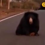 Untitled-design-68-2026-03-7d0af6bd1dba0067a81ec02e3b884204-1200x800-1