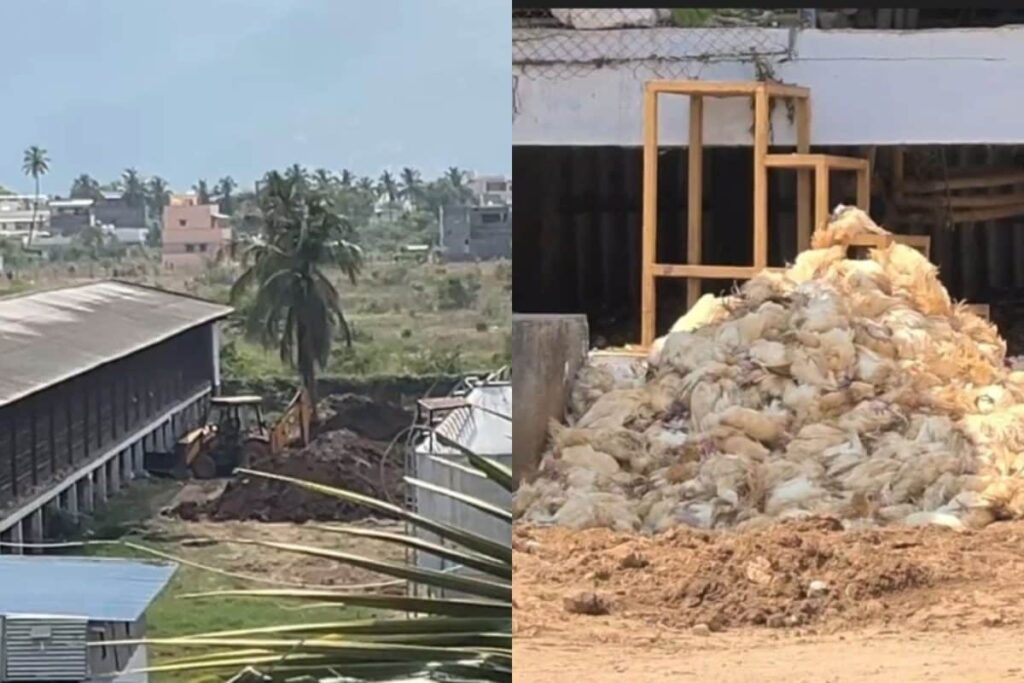 bird-flu-2026-03-9fb3f6603101608a20805cd435e7dc5a-1200x800-1