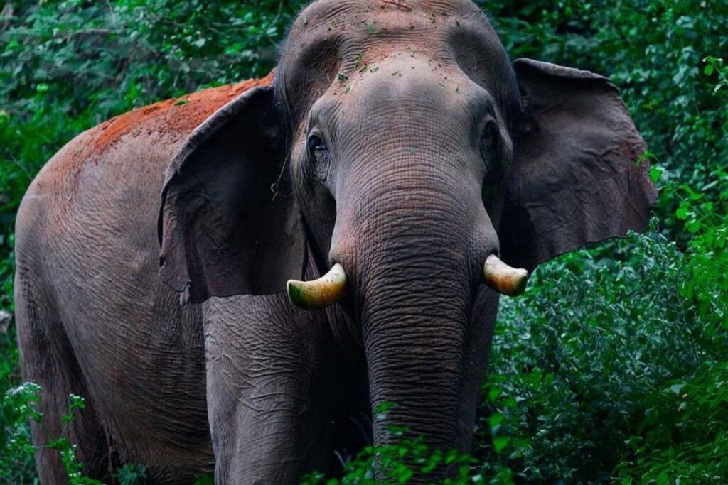 chillikomban-elephant-2026-03-f7f198fbfce267cc0aafb44f2385ed2c-1200x800-1