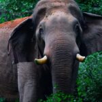 chillikomban-elephant-2026-03-f7f198fbfce267cc0aafb44f2385ed2c-1200x800-1