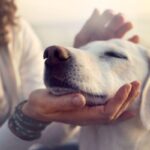 dog-2026-03-b3e767162d62b871b88963699845e83b-1200x800-1