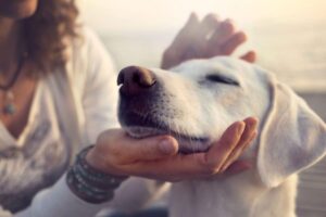 dog-2026-03-b3e767162d62b871b88963699845e83b-1200x800-1