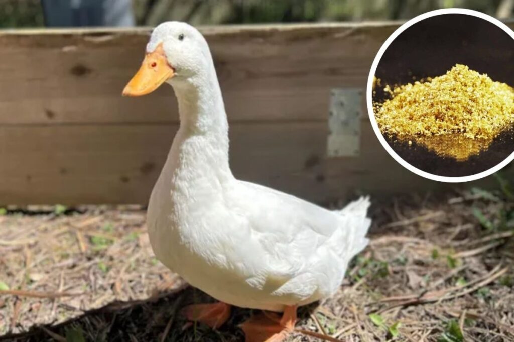 duck-2026-03-d06bced4b084c2bd9d93d2cf2b31b9ae-1200x800-1