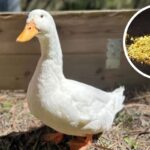 duck-2026-03-d06bced4b084c2bd9d93d2cf2b31b9ae-1200x800-1