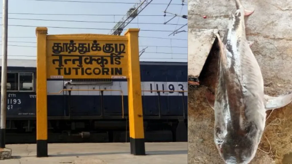 fishtuticorin-1772802620