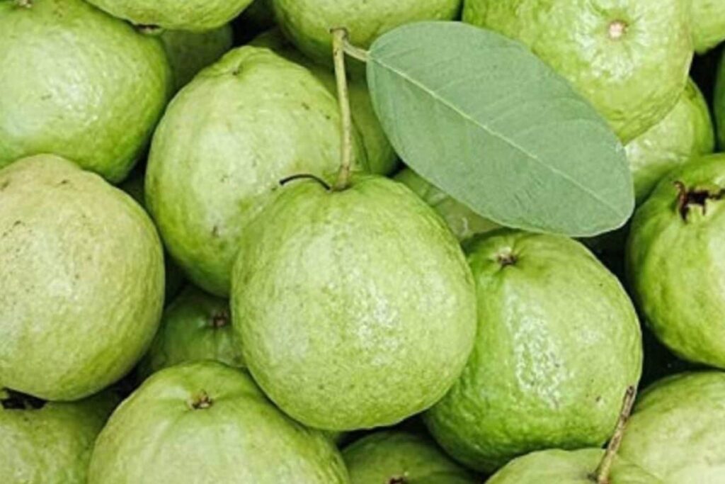 guava-2026-03-90e63368793433a98b15427a7024296b-1200x800-1