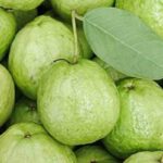 guava-2026-03-90e63368793433a98b15427a7024296b-1200x800-1